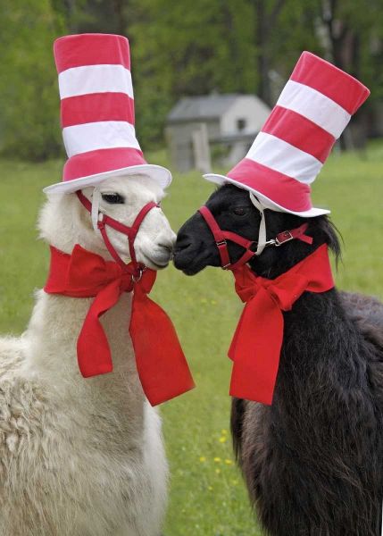 Pennsylvania, Erie Two llamas dressed humorously